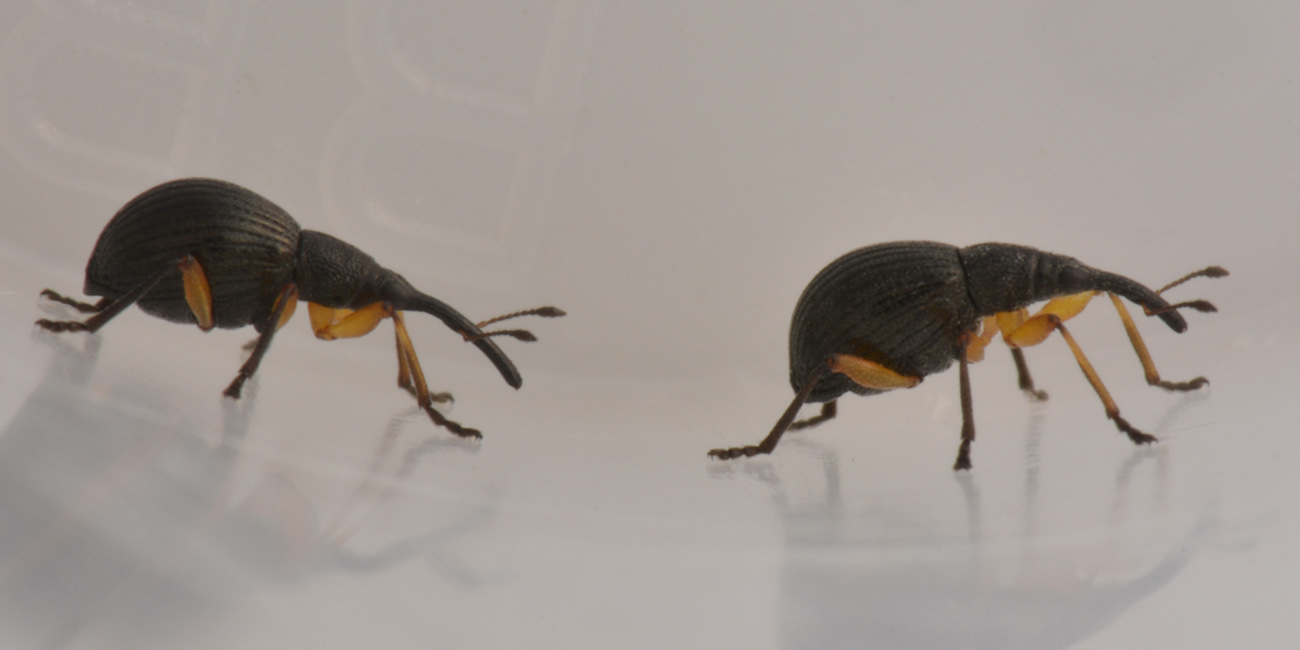 Apionidae: Protapion sp?   Sì,  Protapion apricans
